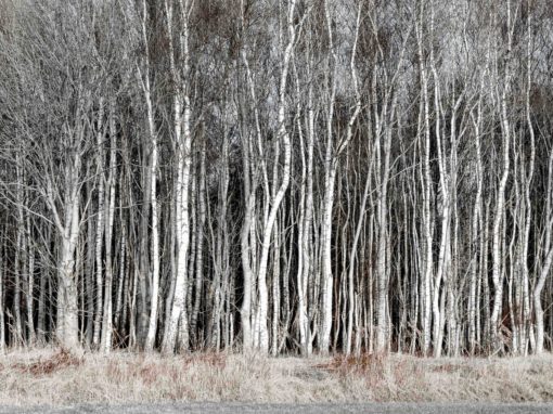 Bomen – 17 afbeeldingen